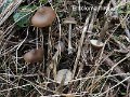 Entoloma hirtipes-amf761
